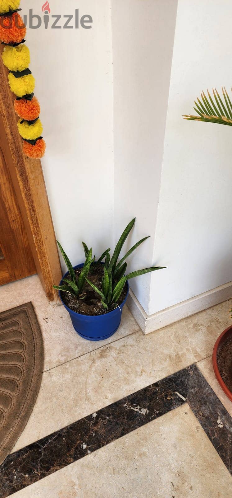 Indoor and Outdoor Plants for sale 4