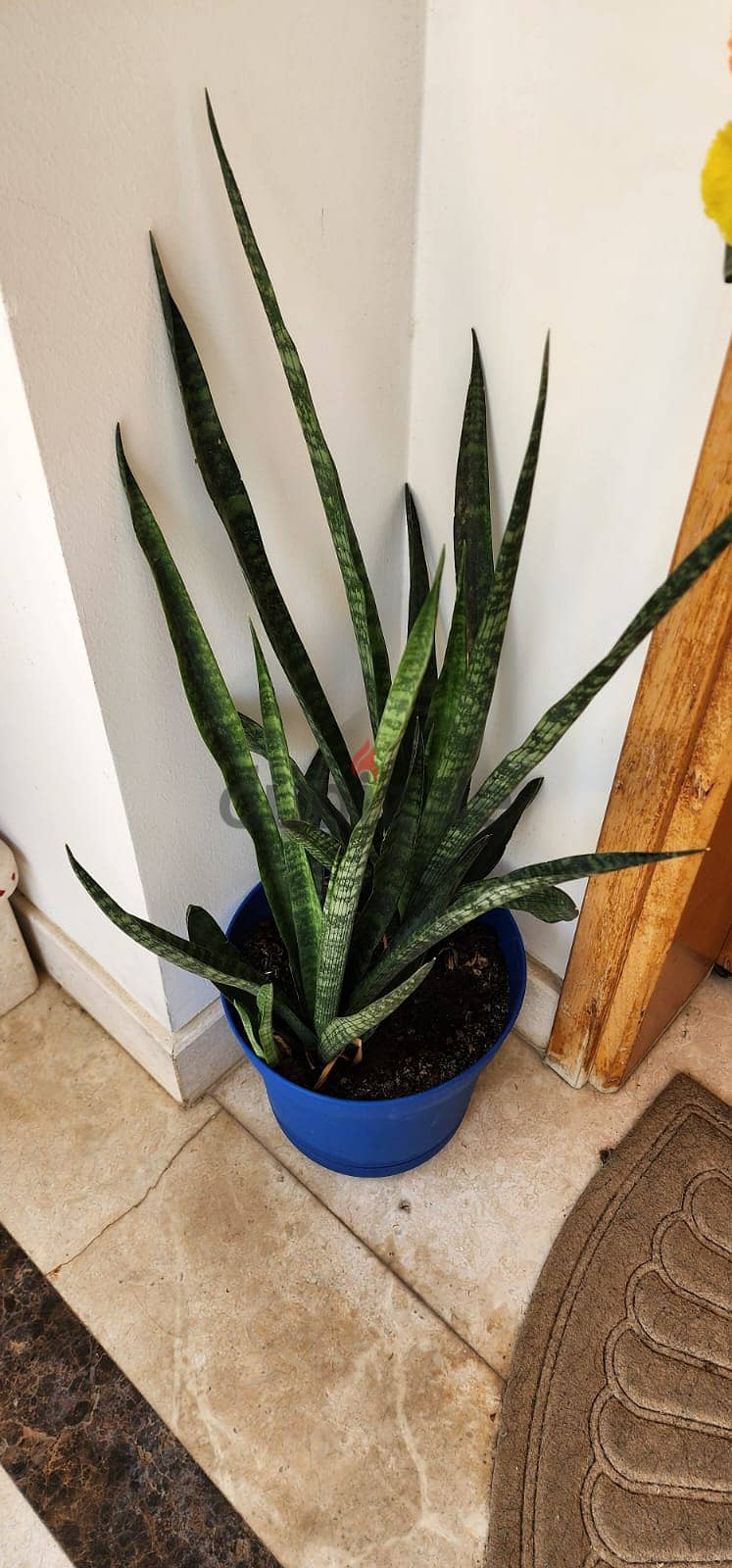 Indoor and Outdoor Plants for sale 5