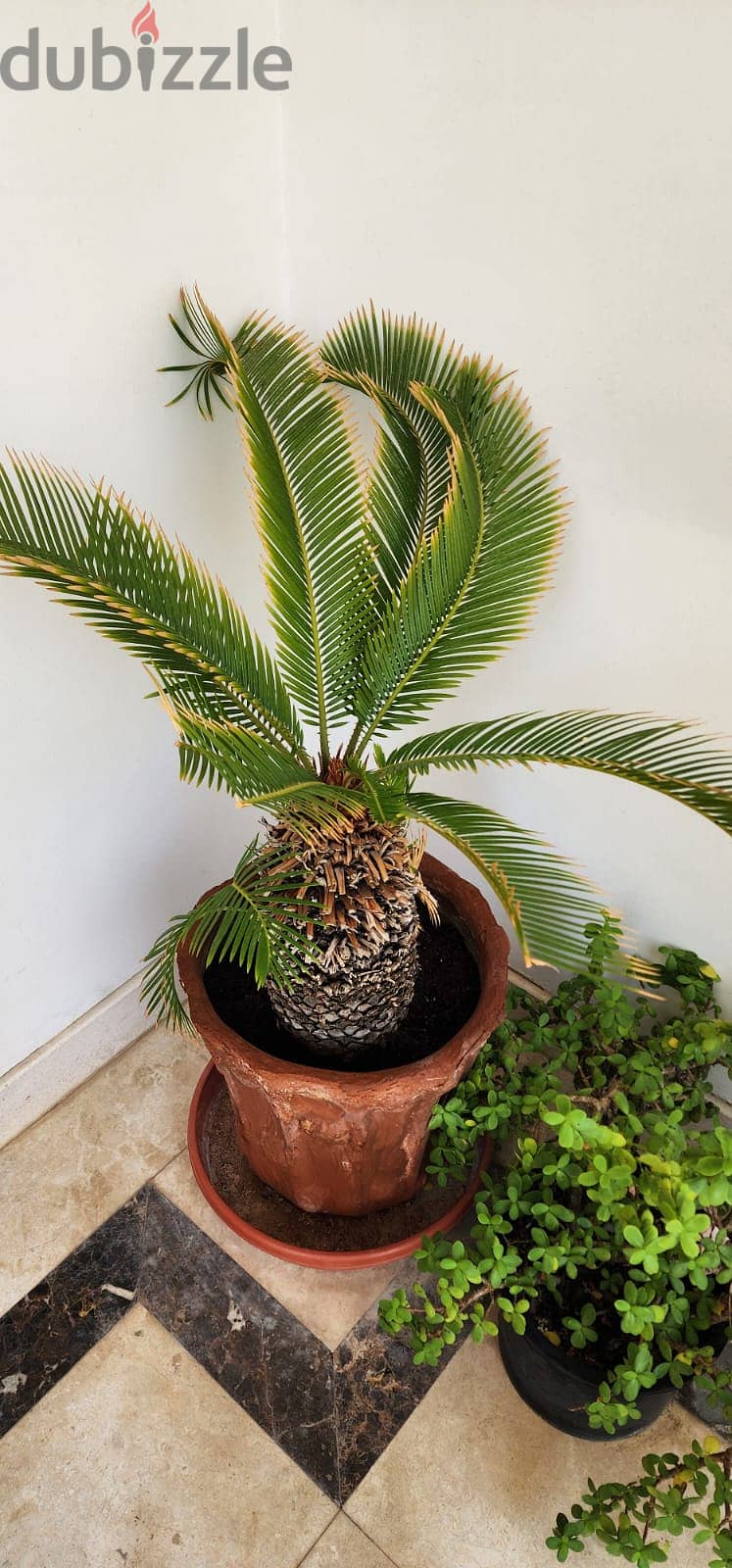 Indoor and Outdoor Plants for sale 6