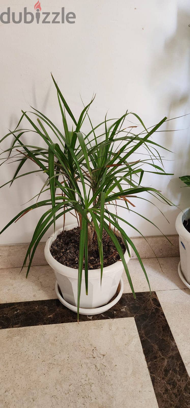 Indoor and Outdoor Plants for sale 9