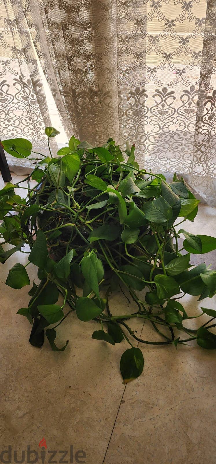 Indoor and Outdoor Plants for sale 10