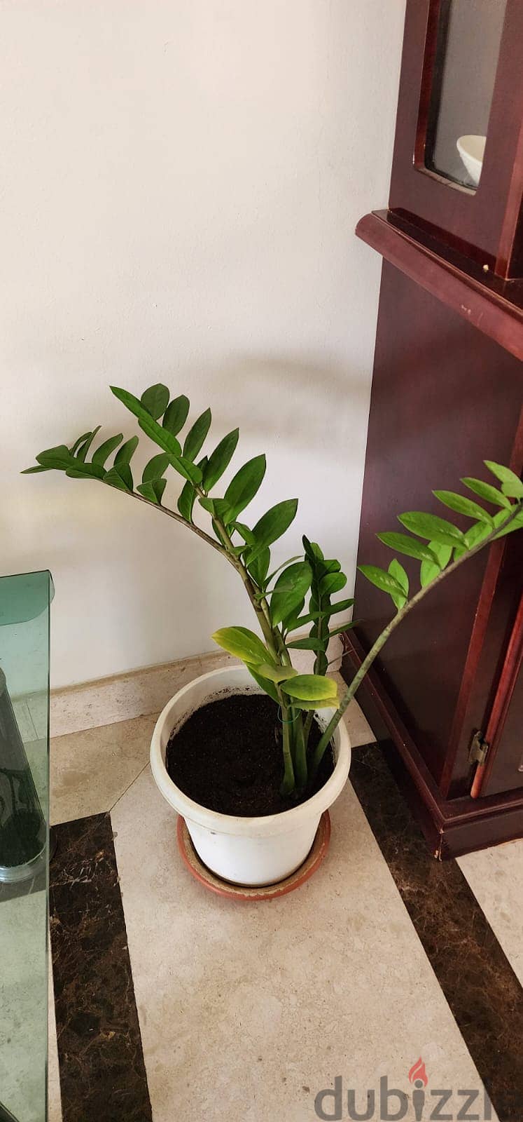 Indoor and Outdoor Plants for sale 12