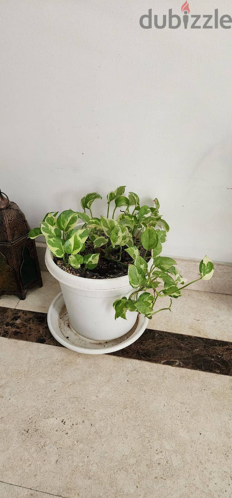 Indoor and Outdoor Plants for sale 13