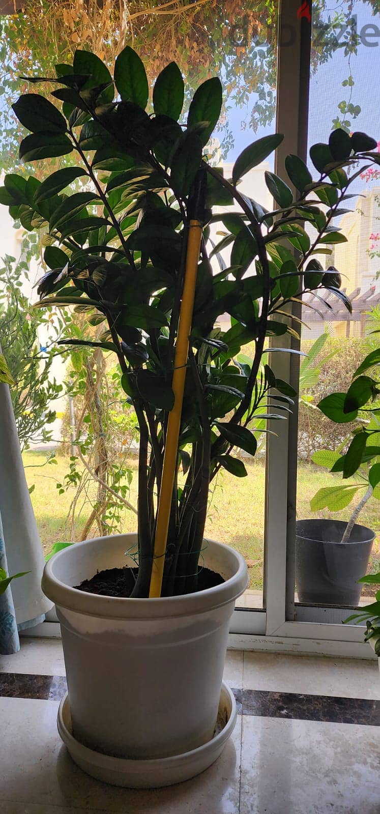 Indoor and Outdoor Plants for sale 14