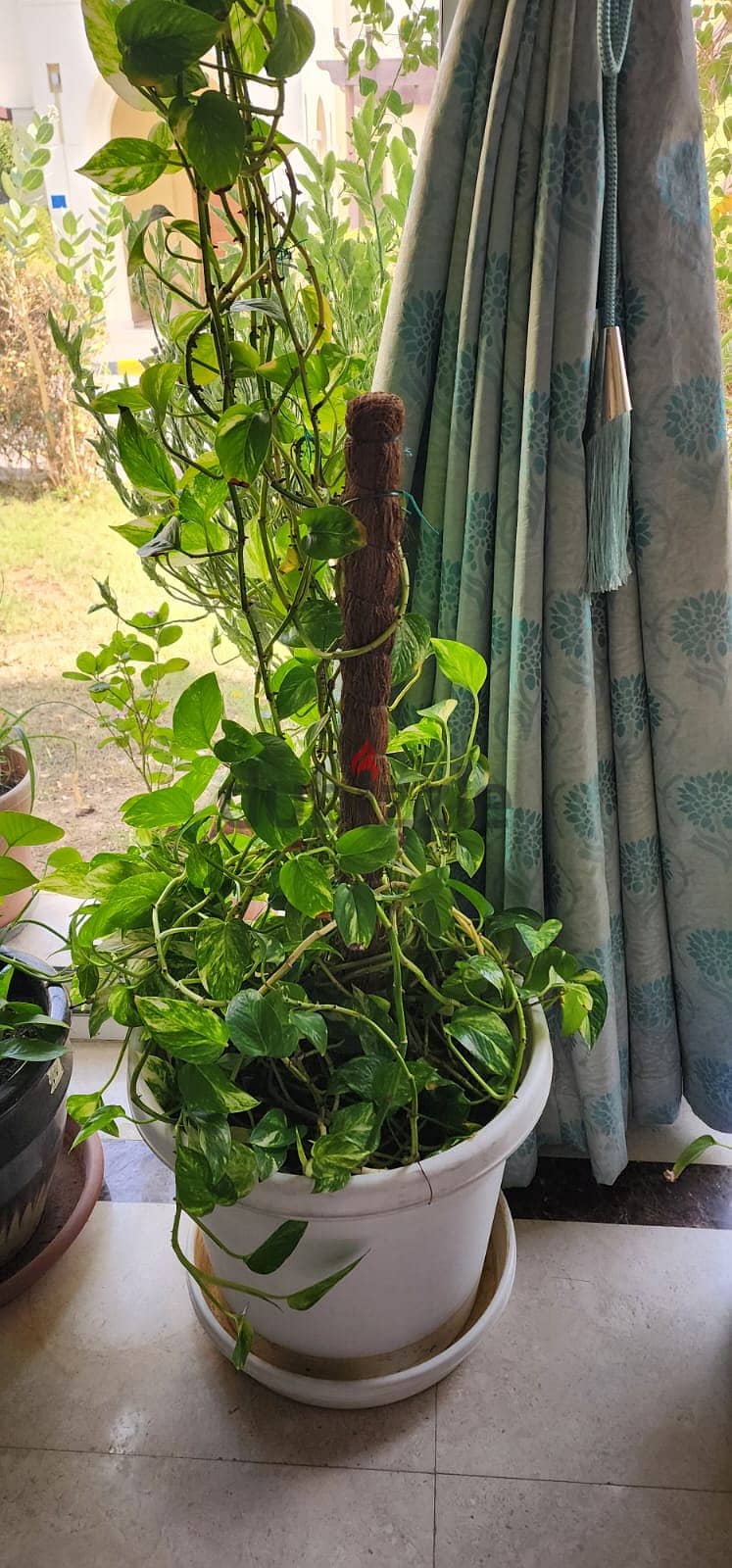 Indoor and Outdoor Plants for sale 15