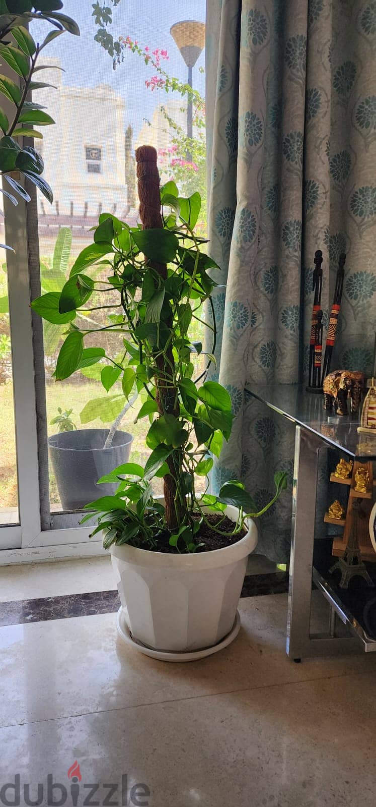 Indoor and Outdoor Plants for sale 16