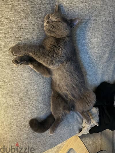 British breed male cat 12 Months Old