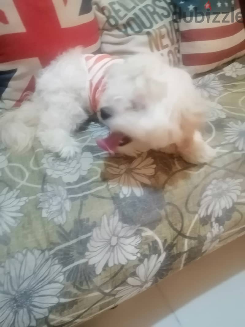 Maltese half bulldog 1