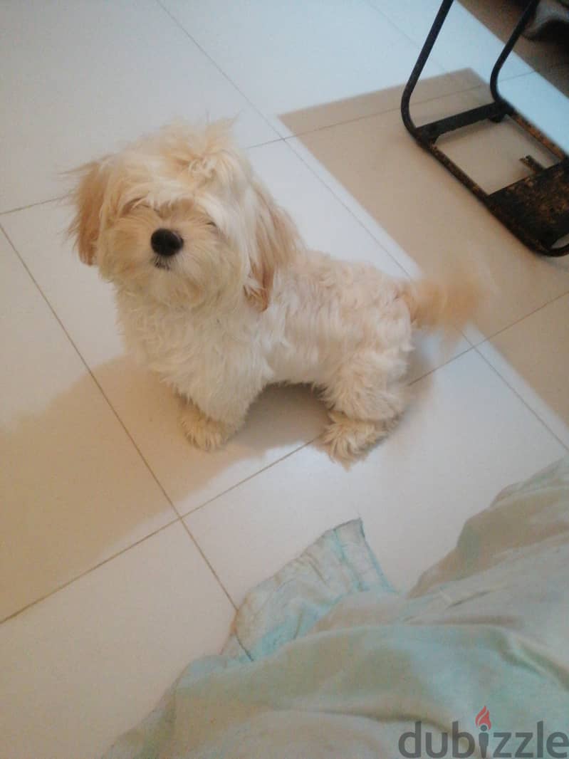 Maltese half bulldog 3