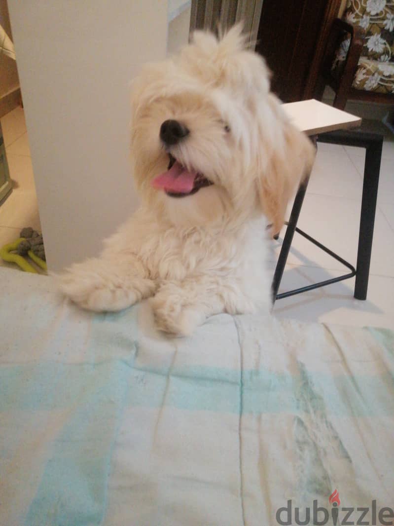 Maltese half bulldog 4