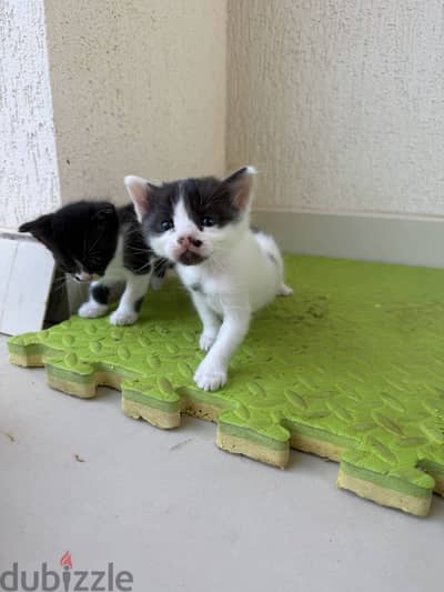 Kitten