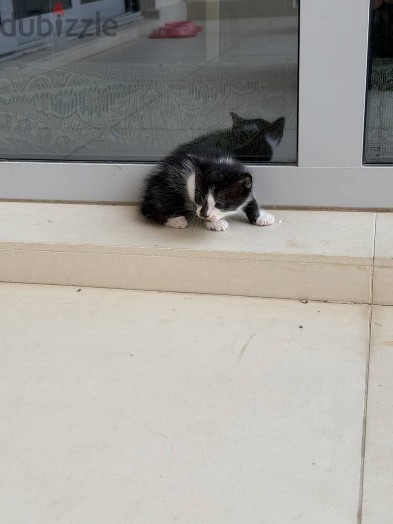 Kitten 1