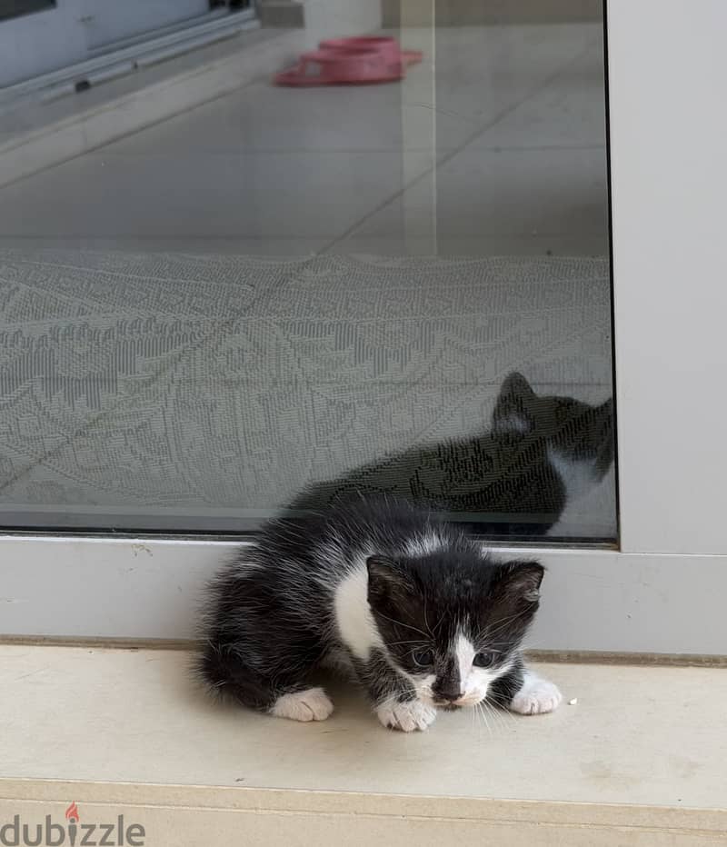 Kitten 2