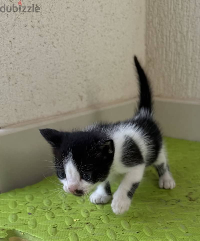 Kitten 3