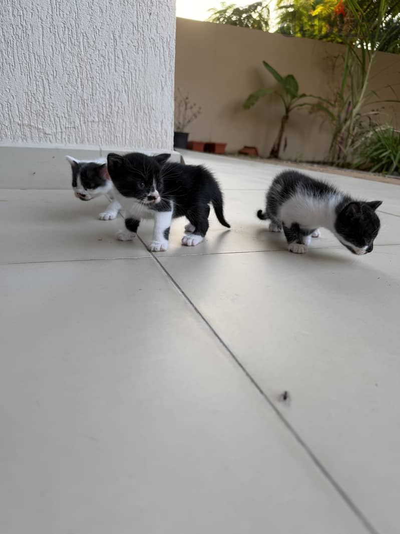 Kitten 4