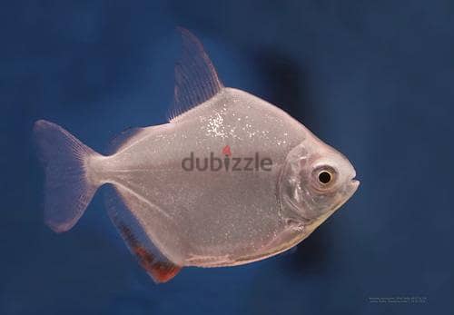 Oscar and silver dollar fish Offer Offer 2