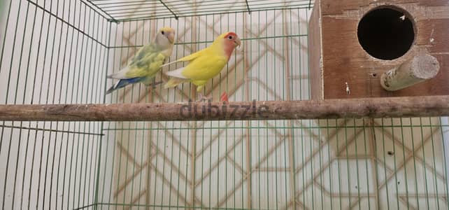 African Lovebird prooven breeding pair