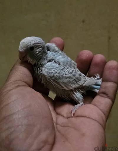 budgies hand feeding babies for sale