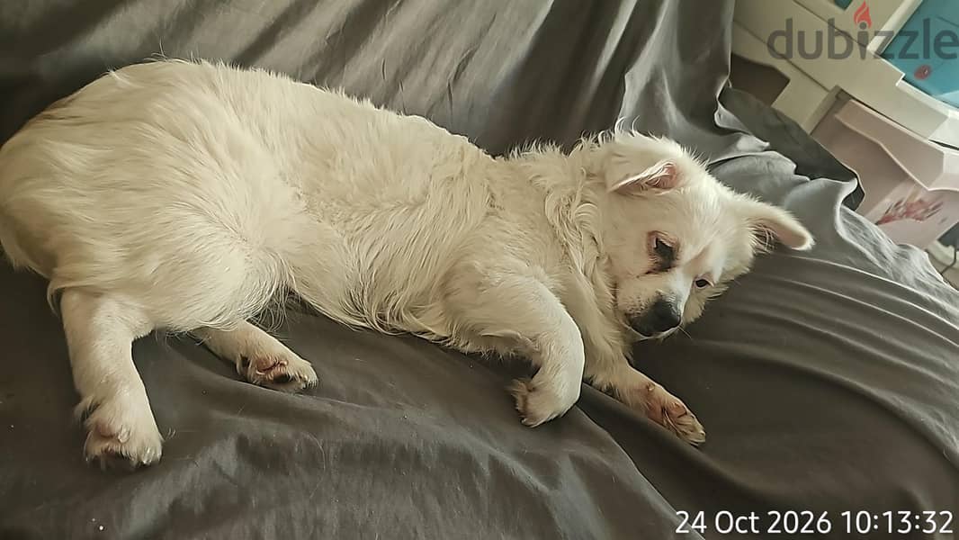 malteese dog for pet lovers 1