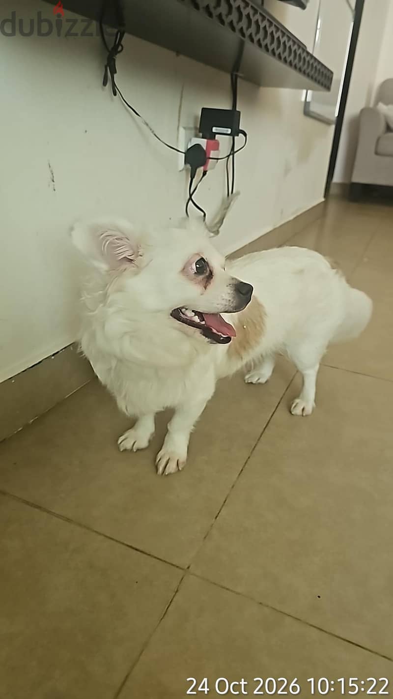 malteese dog for pet lovers 2