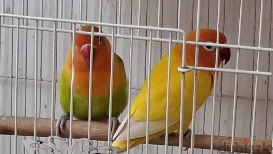 Termed Fischer Birds 1