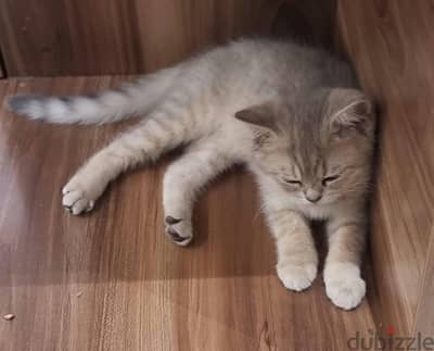 kitten
