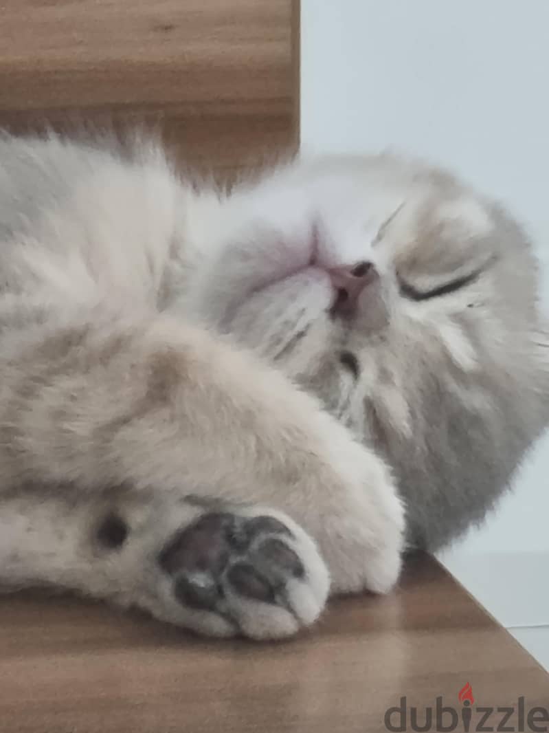 kitten 1