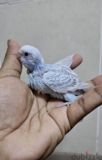 budgies hand feeding chicks for sale