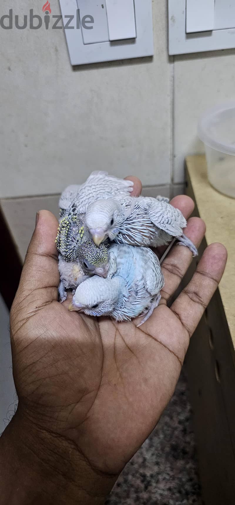 budgies hand feeding chicks for sale 1