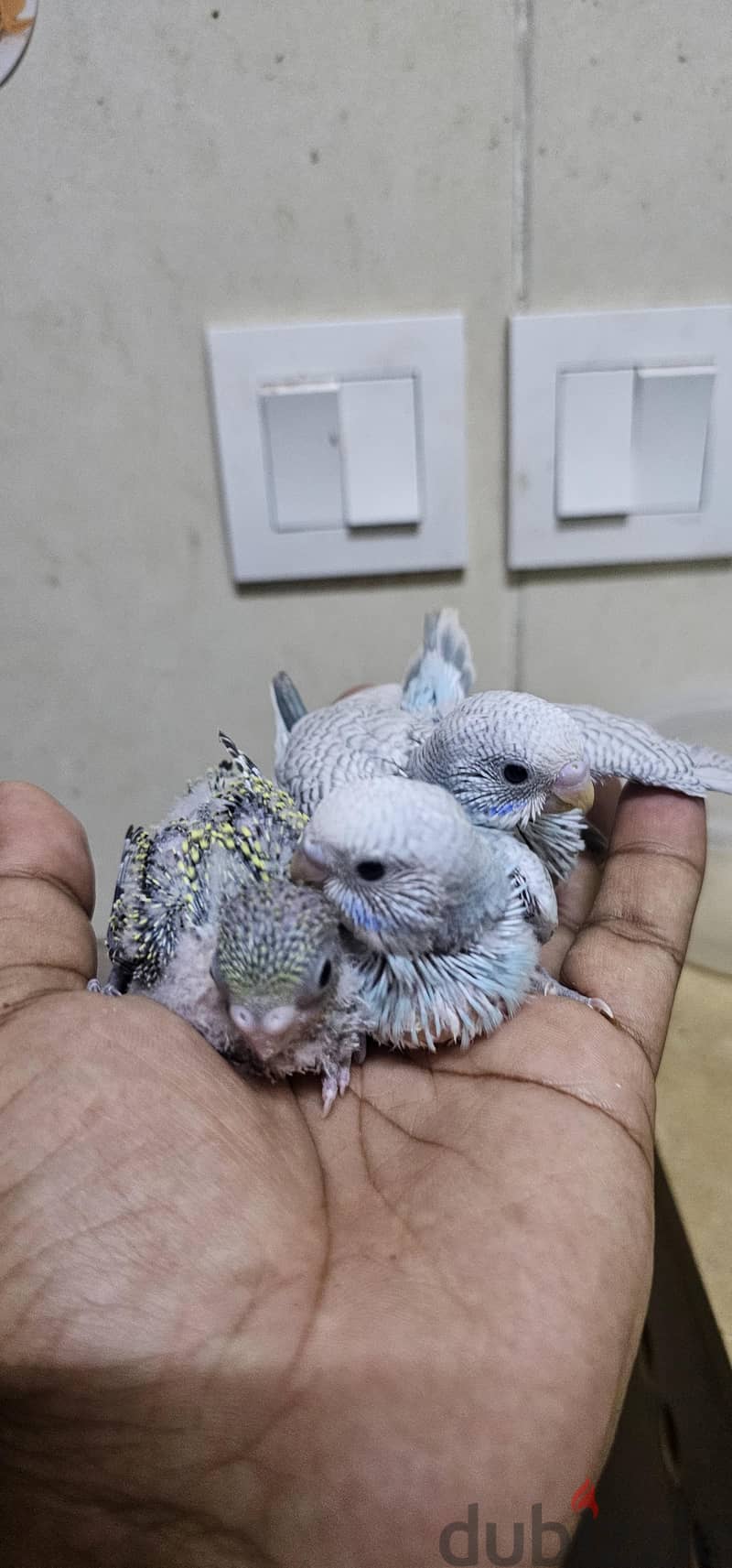 budgies hand feeding chicks for sale 2