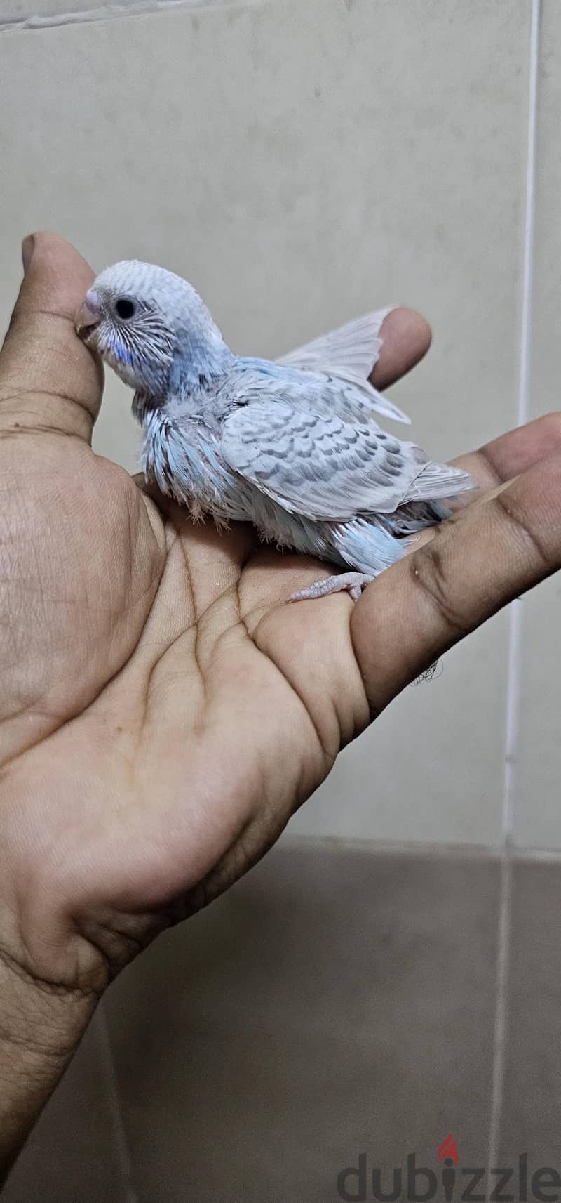 budgies hand feeding chicks for sale 3
