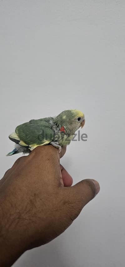 African love bird hand feeding chick for sale