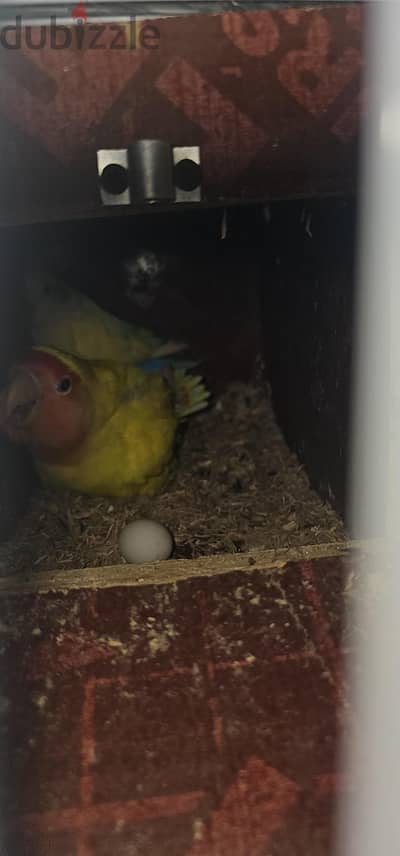 African Lovebird breeding pair with eggs for sale