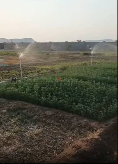 For Sale | Fenced Farm in Ibri – Al Dhahirah