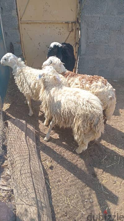 كباشه عمانيه