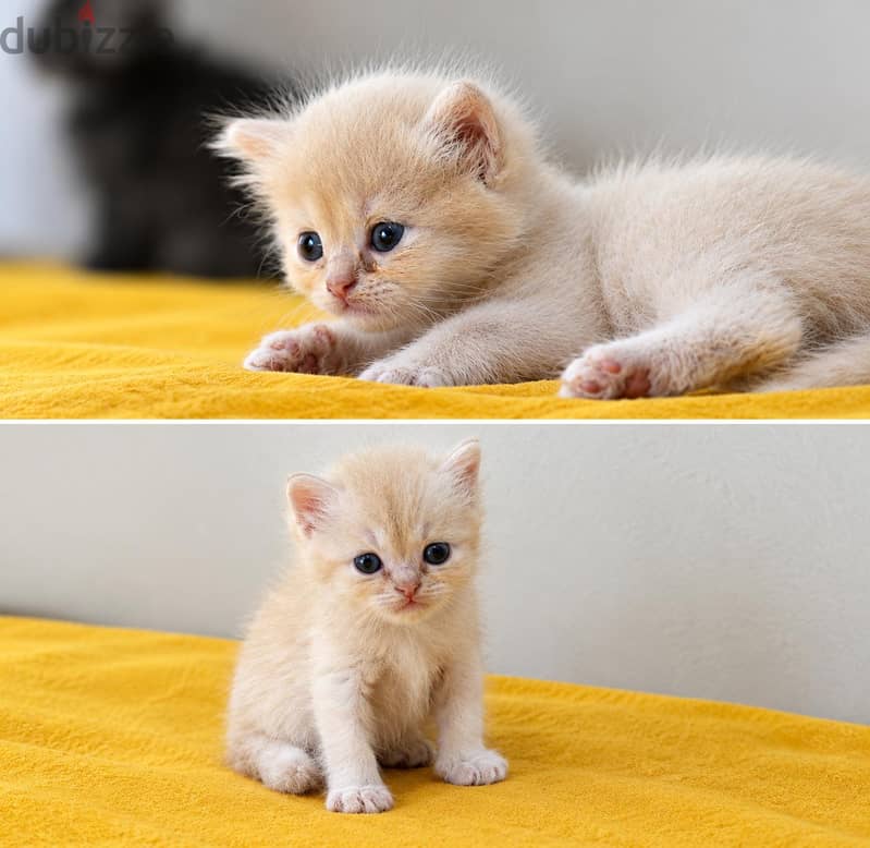 Turkish / Persian kittens available. . 1.5 months. . playful and active 7