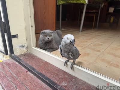 African grey parrot