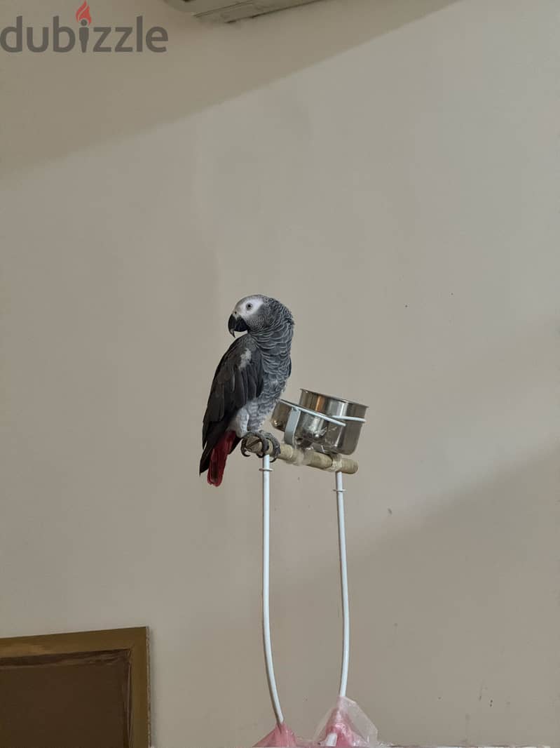 African grey parrot 4
