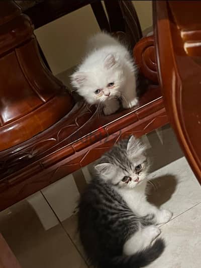 Persian kitten