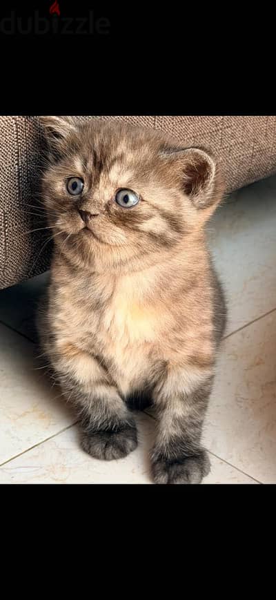 قطط صغيرة للبيع - Kittens for sale
