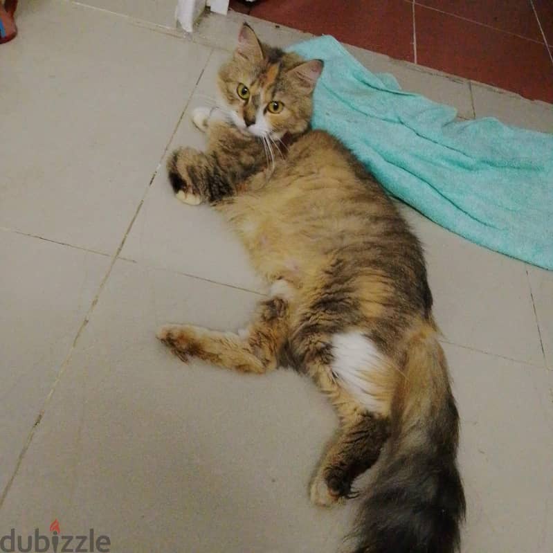 for free. . for adoption. . . 1 year old cat . . female . . Persian mix . . . 1