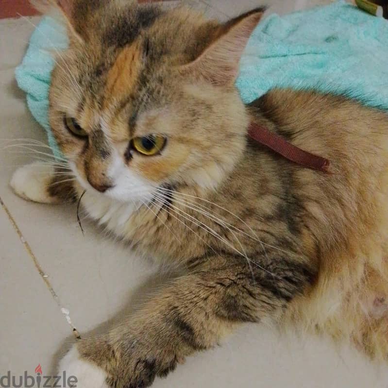 for free. . for adoption. . . 1 year old cat . . female . . Persian mix . . . 2