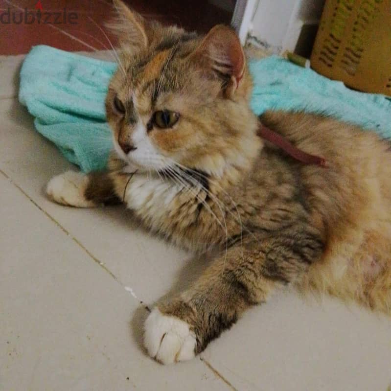 for free. . for adoption. . . 1 year old cat . . female . . Persian mix . . . 3