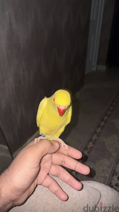 Yellow ringneck chick 3 month old