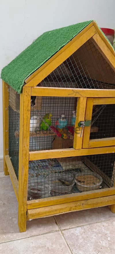 Budges Birds for Sale