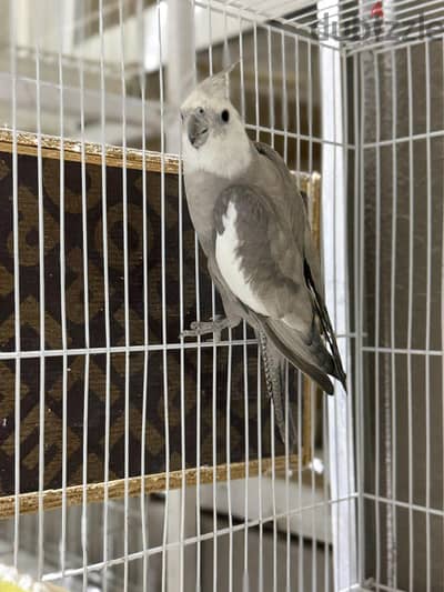 cocktail white face pair