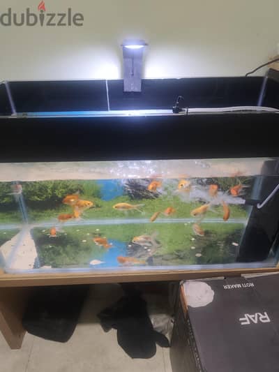 Fish tank