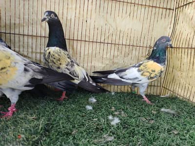 حمام باكستاني مطيار