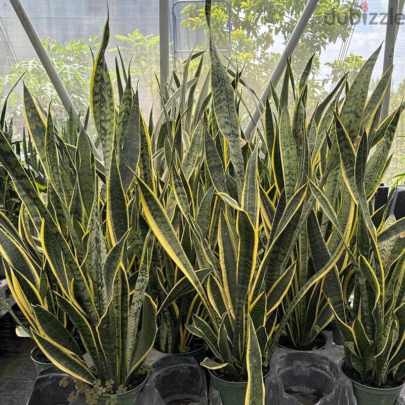 snake plant 1