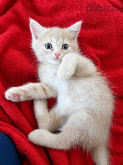 Turkish angora Kitten. . 1.5 months. . looking for a lovely home